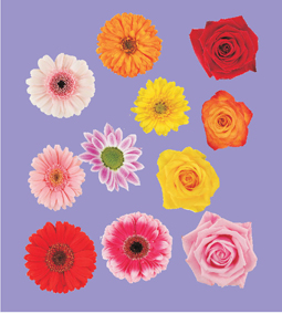 Dreamland 02. First Padded Board Book - Numbers