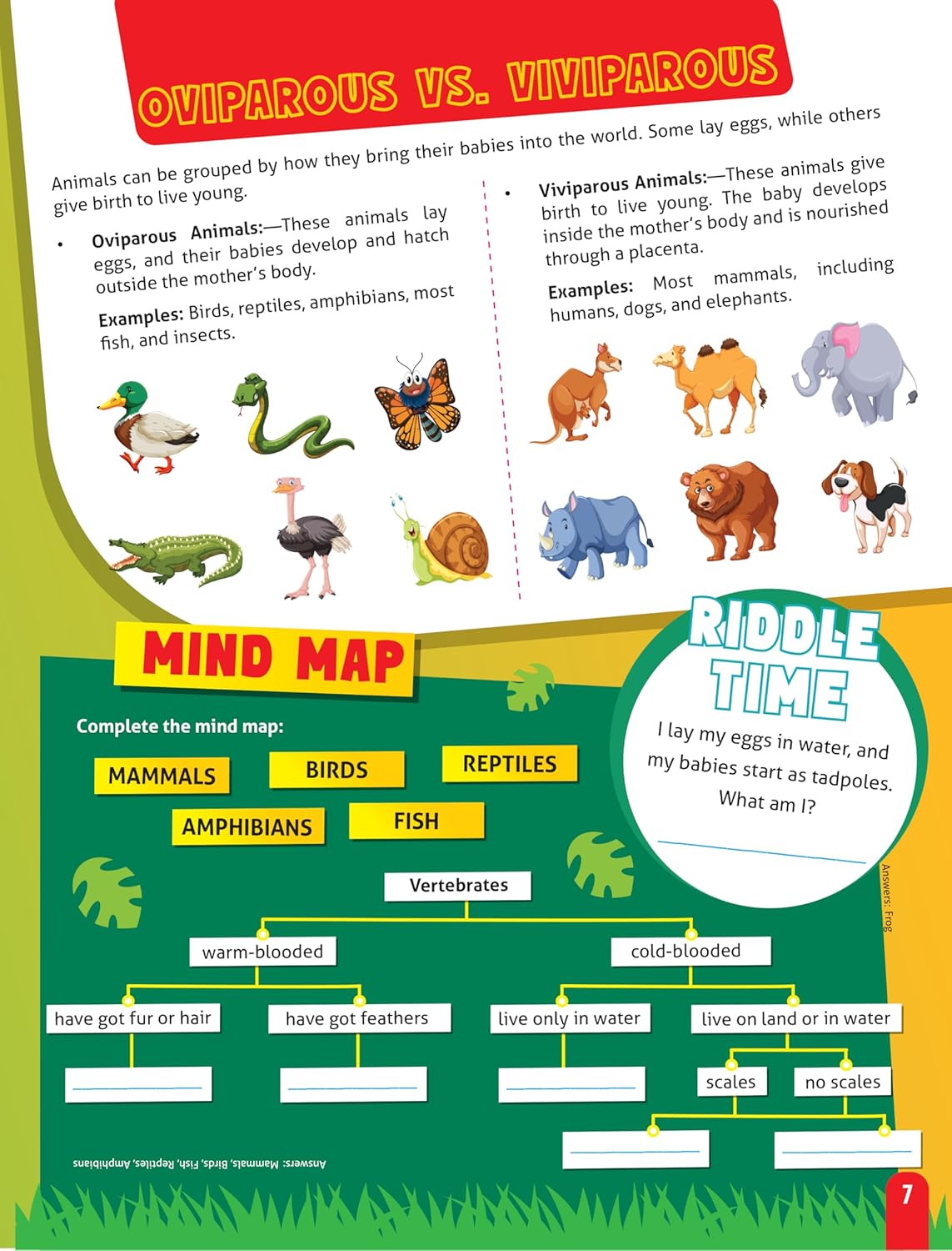 Dreamland 04. Junior Genius Amazing Animals