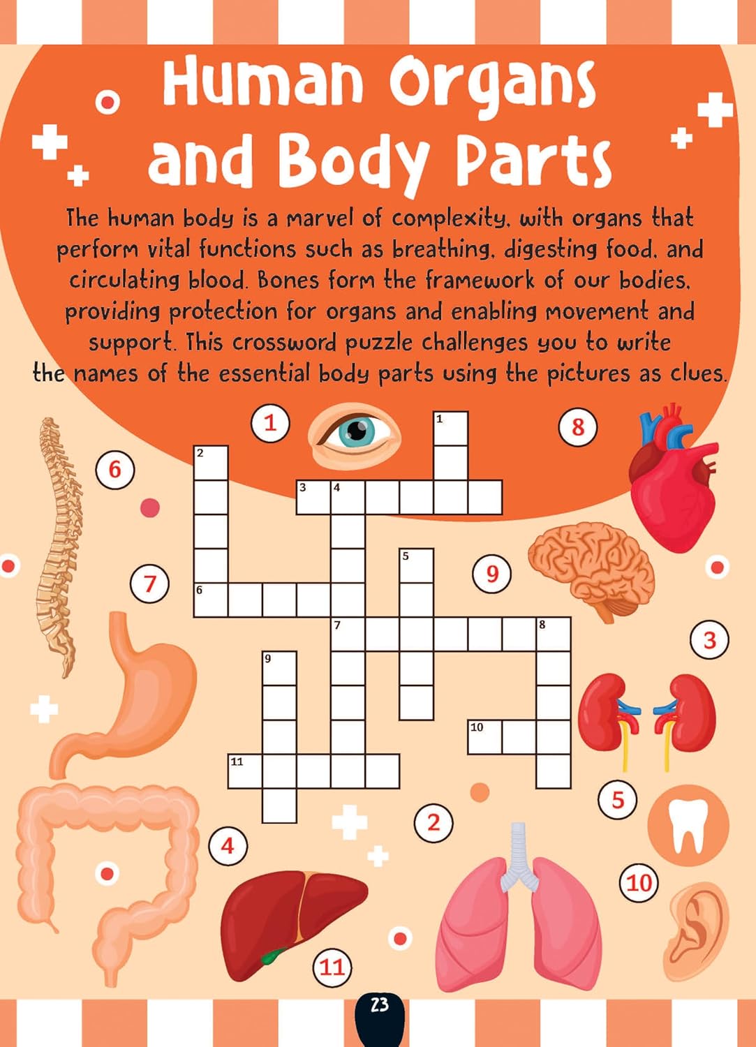 Dreamland 03. The Little Scientists Activity Book - 6+