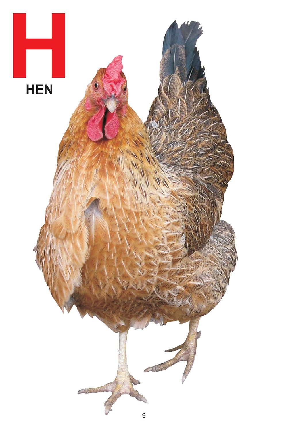 Dreamland 01. My Jumbo Book Of - Abc