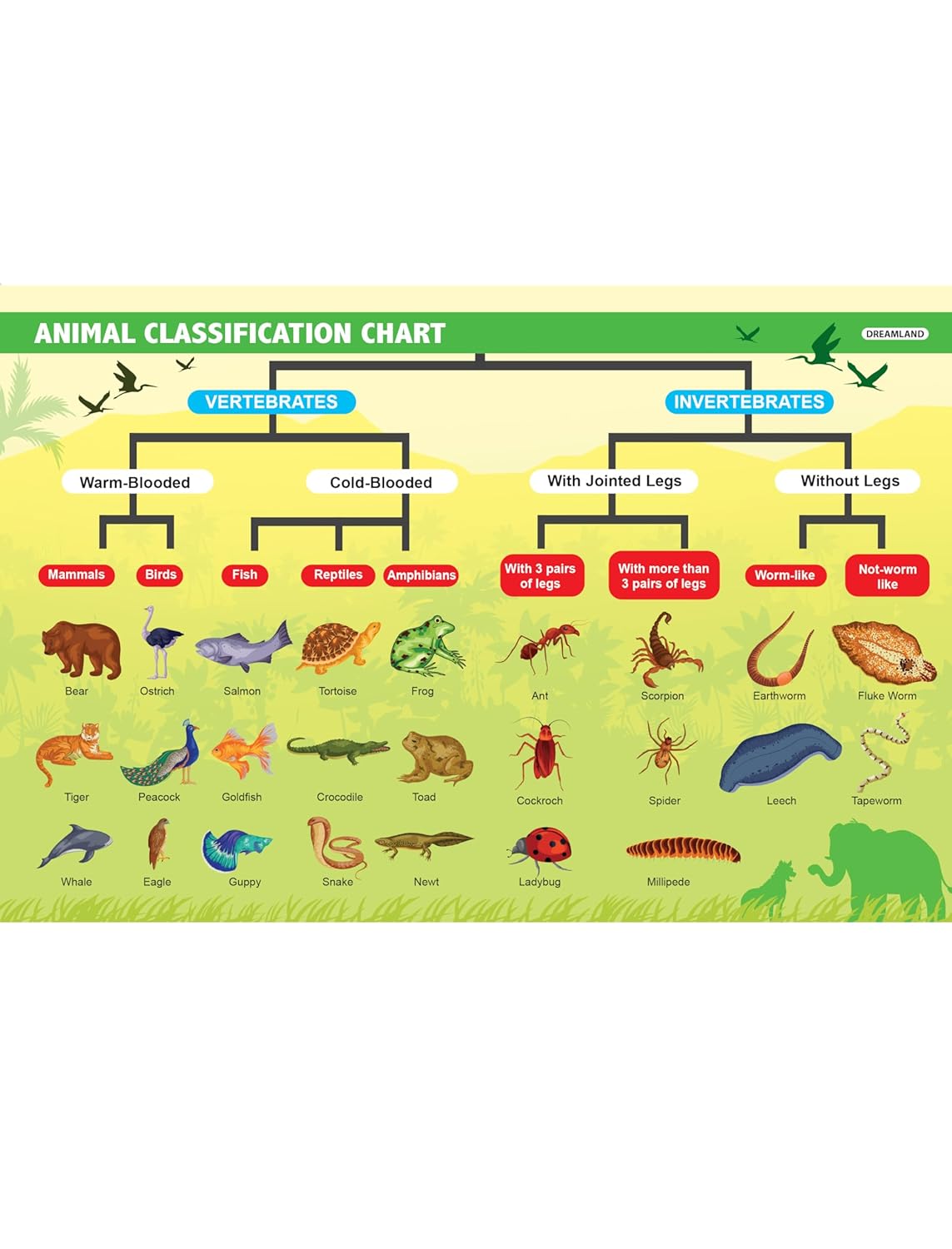 Dreamland 03. Everyday Wonders - Biology