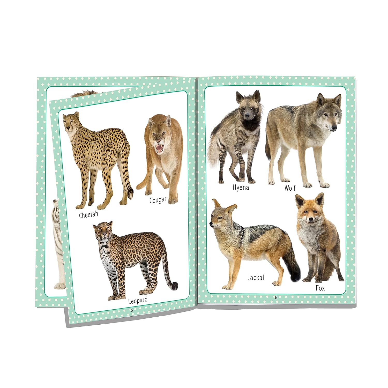 Dreamland My First Early Learning (A Pack Of 10 Books)